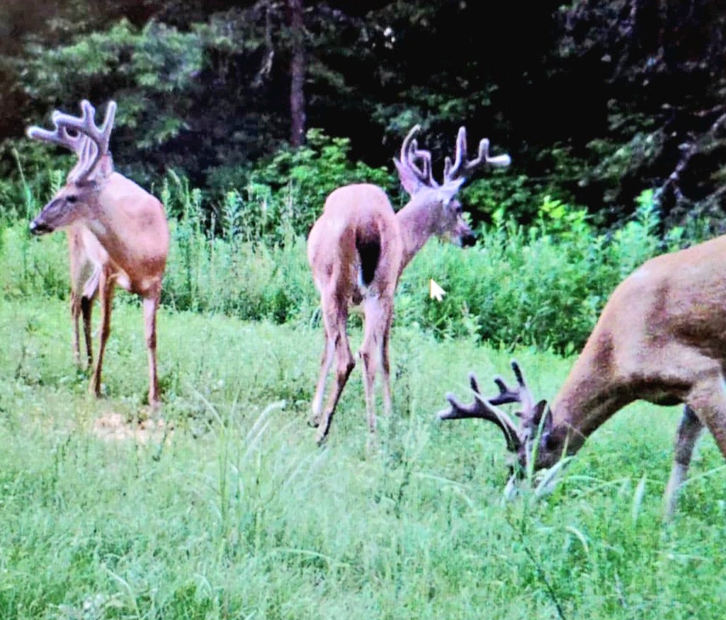 July brings peak of buck deer antler growth cycle, News, Deer